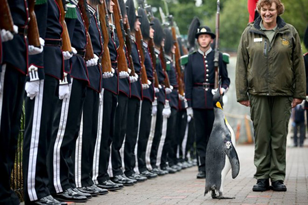 Chú chim cánh cụt Sir Nils Olav trong buổi lễ trang nghiêm.